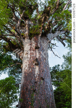 New Zealand Waipoua Kauri Forest Reserve, the largest kauri seed mafta New Zealand Waipoua Kauri Forest Reserve, the largest kauri seed mafta 93097528
