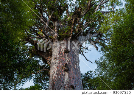 New Zealand Waipoua Kauri Forest Reserve, the largest kauri seed mafta 93097530