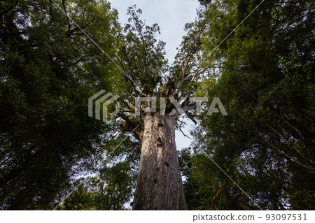 New Zealand Waipoua Kauri Forest Reserve, the largest kauri seed mafta 93097531