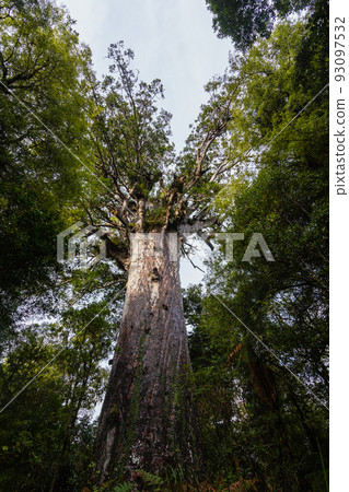 New Zealand Waipoua Kauri Forest Reserve, the largest kauri seed mafta 93097532