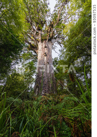 New Zealand Waipoua Kauri Forest Reserve, the largest kauri seed mafta 93097535