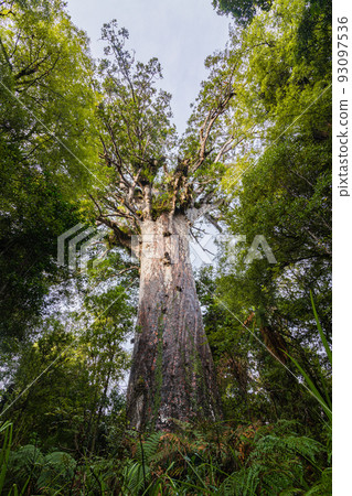 New Zealand Waipoua Kauri Forest Reserve, the largest kauri seed mafta 93097536