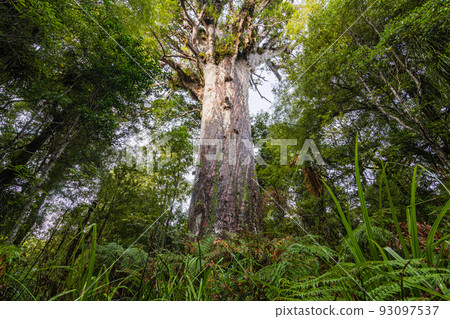 新西蘭懷波阿貝殼杉森林保護區,最大的貝殼杉種子mafta 新西蘭懷波阿貝殼杉森林保護區,最大的貝殼杉種子mafta 93097537