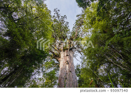 New Zealand Waipoua Kauri Forest Reserve, the largest kauri seed mafta 93097540