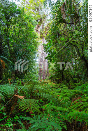 New Zealand Waipoua Kauri Forest Reserve, the largest kauri seed mafta 93097545