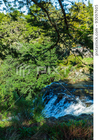 Whangarei Falls in Northland, New Zealand 93097605