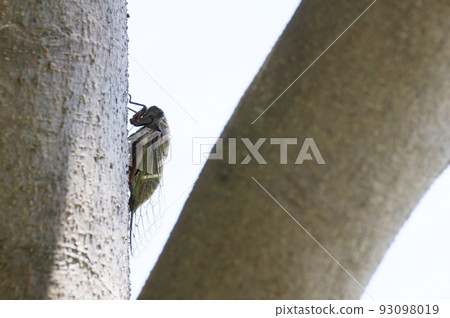 盛夏的蟬鳴 盛夏的蟬鳴 93098019