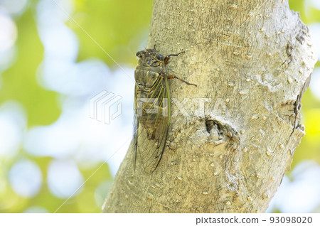 A cicada singing in midsummer 93098020