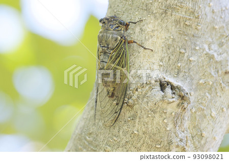 盛夏的蟬鳴 盛夏的蟬鳴 93098021
