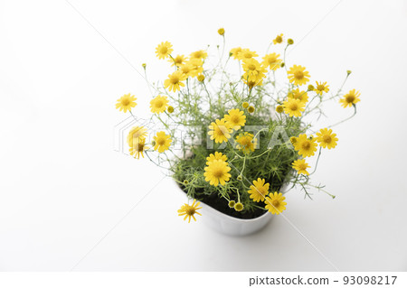 Dahlberg daisy by the window 93098217