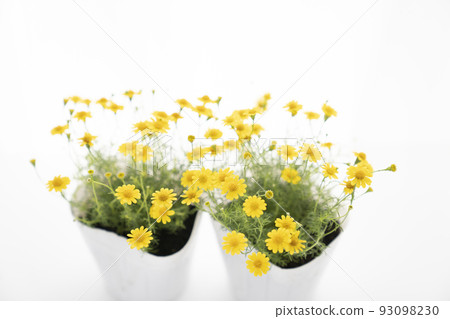 2 pots of Dahlberg daisies 93098230