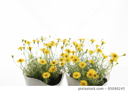 2 pots of Dahlberg daisies 93098245