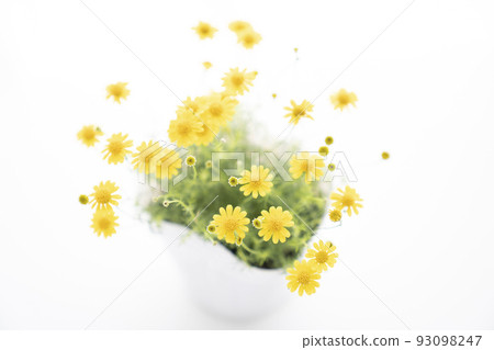 Dahlberg daisy seen from above Dahlberg daisy seen from above 93098247