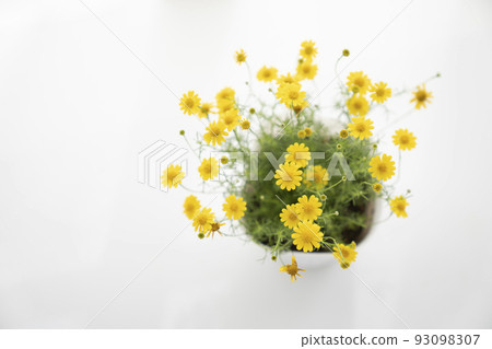 Dahlberg daisy by the window Dahlberg daisy by the window 93098307
