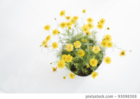 Dahlberg daisy by the window seen from above Dahlberg daisy by the window seen from above 93098308