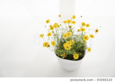 Dahlberg daisy by the window 93098320