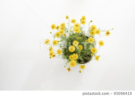 Dahlberg daisy by the window seen from above Dahlberg daisy by the window seen from above 93098419