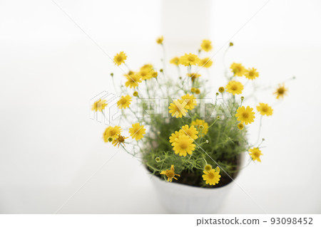 窗邊的達爾伯格雛菊 93098452