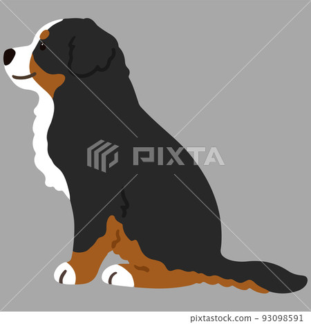 一隻簡單可愛的伯恩山犬側身坐著的插圖沒有主線 93098591