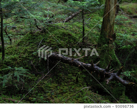北八岳白駒池苔蘚林 93098736
