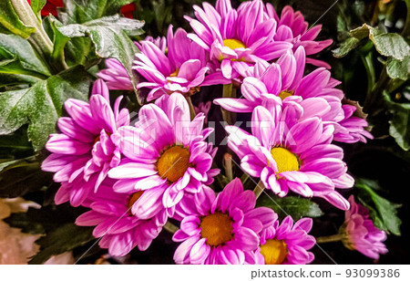 summer margaret 93099386