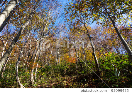 Jadani Nature Observation Trail in Hakusan National Park, Forest with Colorful Autumn Leaves 93099455