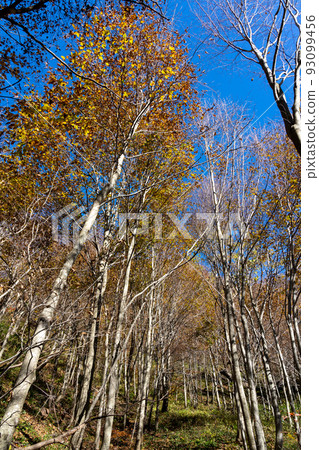 Jadani Nature Observation Trail in Hakusan National Park, Forest with Colorful Autumn Leaves Jadani Nature Observation Trail in Hakusan National Park, Forest with Colorful Autumn Leaves 93099456