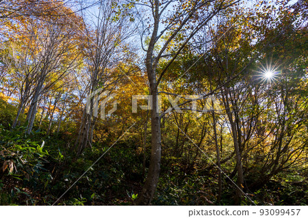 Jadani Nature Observation Trail in Hakusan National Park, Forest with Colorful Autumn Leaves Jadani Nature Observation Trail in Hakusan National Park, Forest with Colorful Autumn Leaves 93099457