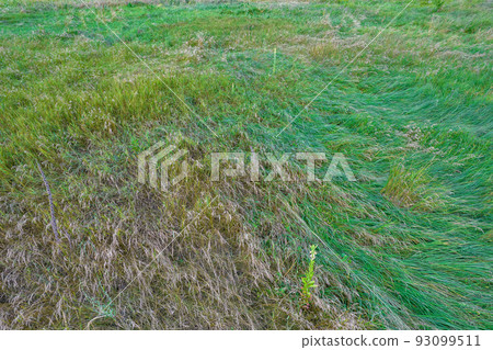 Green juicy grass on a pasture lawn at sunny summer day. 93099511