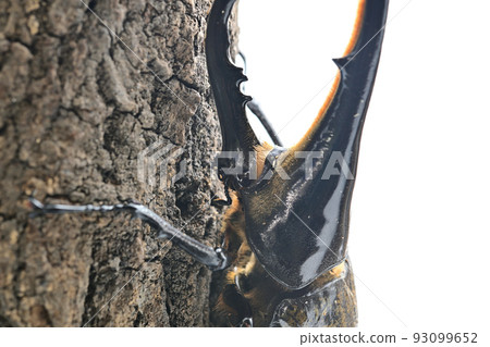 Hercules beetle male 165mm 93099652