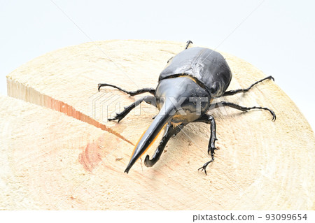 Hercules beetle male 165mm 93099654