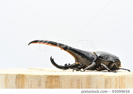 Hercules beetle male 165mm 93099656