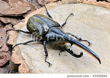 大力神甲蟲男 165mm 93099660