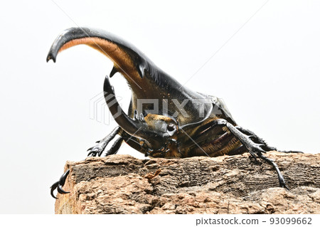 Hercules beetle male 165mm 93099662
