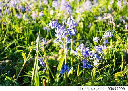 Cute little bluebell flowers in the setting sun Cute little bluebell flowers in the setting sun 93099909