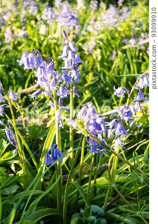 Cute little bluebell flowers in the setting sun 93099910