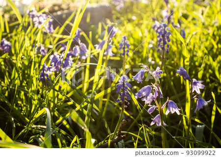Cute little bluebell flowers in the setting sun 93099922