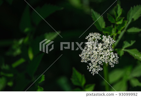 襯線花 襯線花 93099992