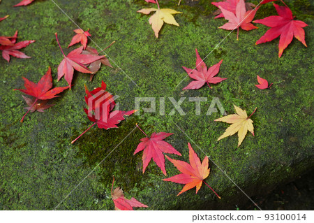 Image of fallen maple leaves falling on the stone steps in the garden ~3:2 version Image of fallen maple leaves falling on the stone steps in the garden ~3:2 version 93100014