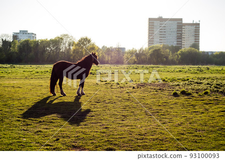 A brown horse eating grass in a spacious field in the countryside on the outskirts of London A brown horse eating grass in a spacious field in the countryside on the outskirts of London 93100093