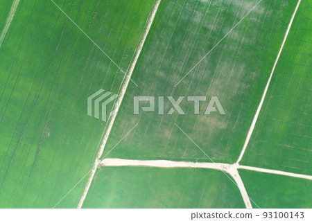 Green rice Fileds aerial view Thailand countryside 93100143