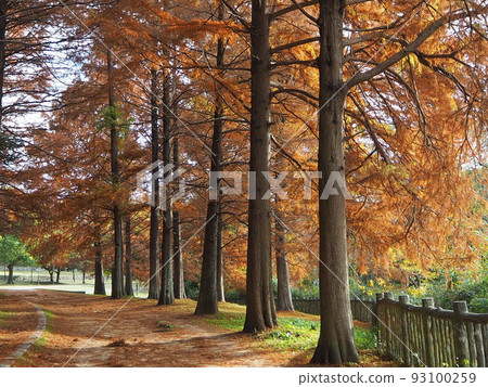 光明池的秋天 93100259