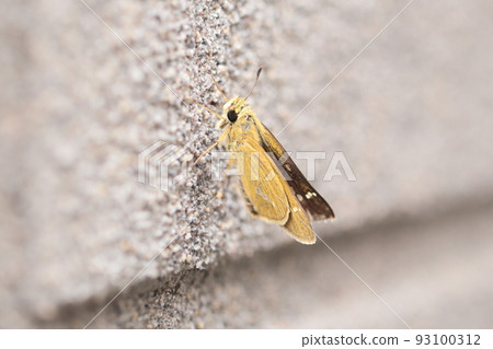 Adult of acasseseri 93100312