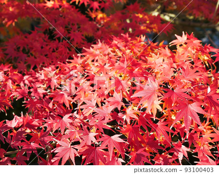Red maple leaves in the park ~ HDR version 93100403