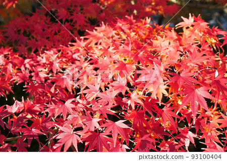 Red maple leaves in the park - HDR version - 3:2 version 93100404