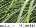 A grasshopper perched on the grass after the rain 93100442