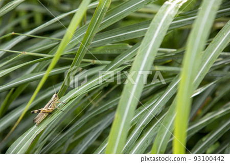 A grasshopper perched on the grass after the rain A grasshopper perched on the grass after the rain 93100442
