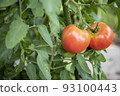 red tomato on a branch 93100443
