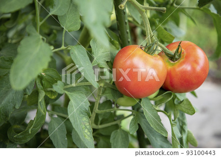 red tomato on a branch red tomato on a branch 93100443