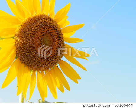 The sunflower profile The sunflower profile 93100444